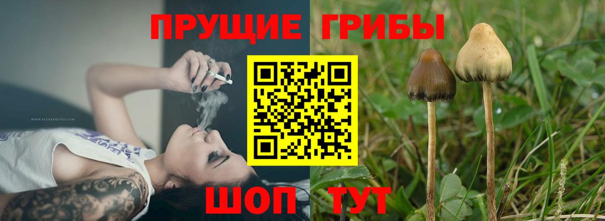 Галлюциногенные грибы Psilocybine cubensis Нефтеюганск